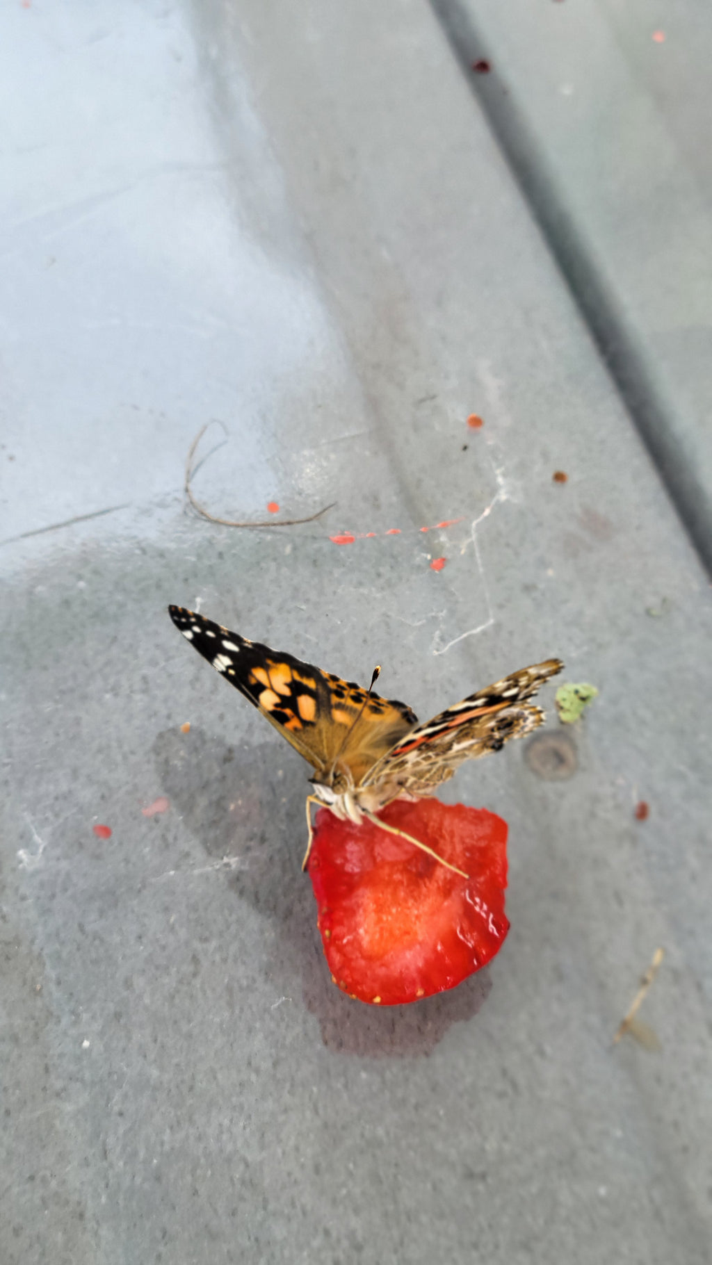 Live Caterpillar Refill Kit – Painted Lady Butterfly Raising Refill with Food