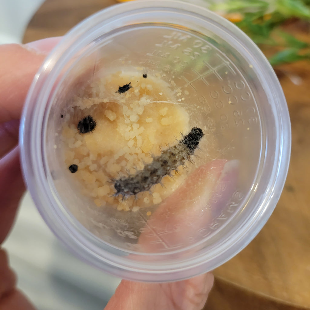 Live Caterpillar Refill Kit – Painted Lady Butterfly Raising Refill with Food