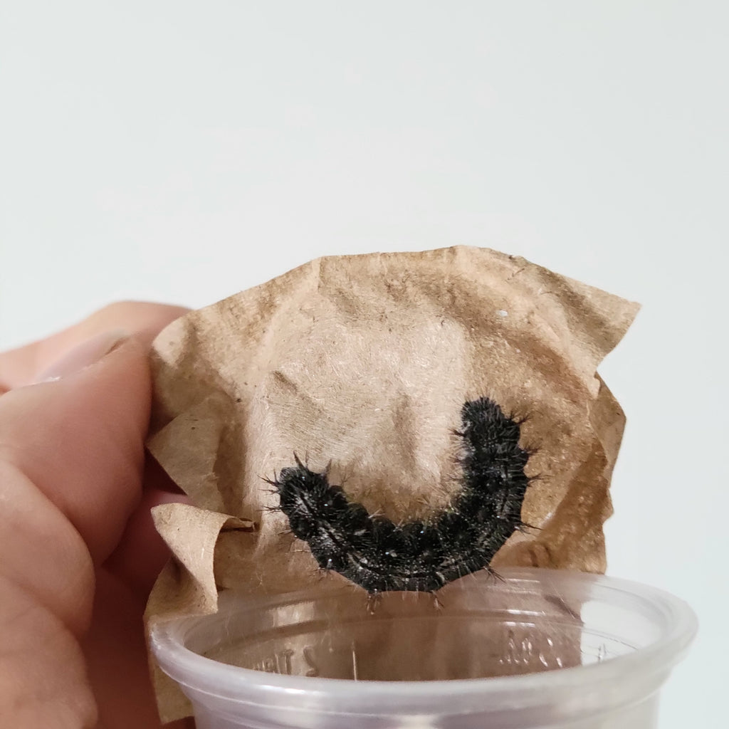 Live Caterpillar Refill Kit – Painted Lady Butterfly Raising Refill with Food