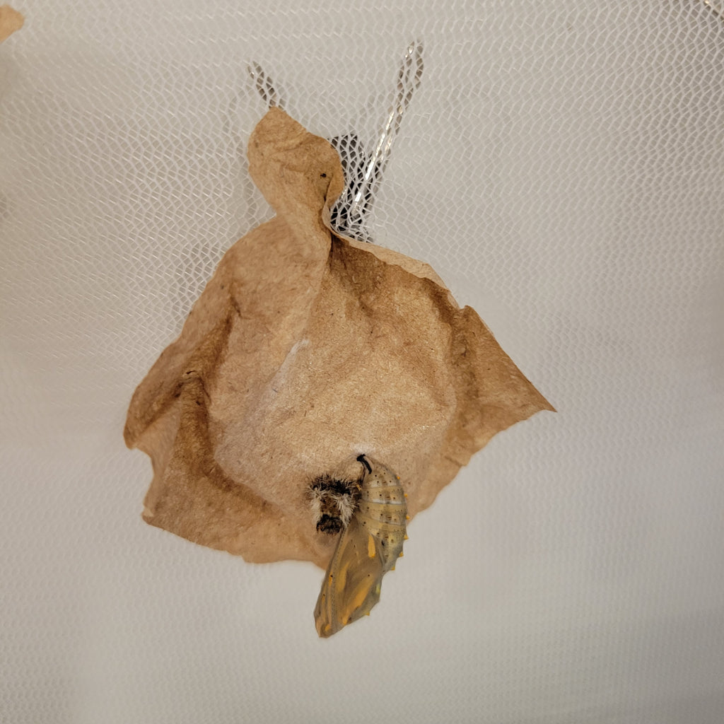 Live Caterpillar Refill Kit – Painted Lady Butterfly Raising Refill with Food