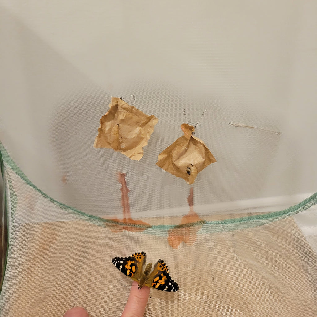 Live Caterpillar Refill Kit – Painted Lady Butterfly Raising Refill with Food