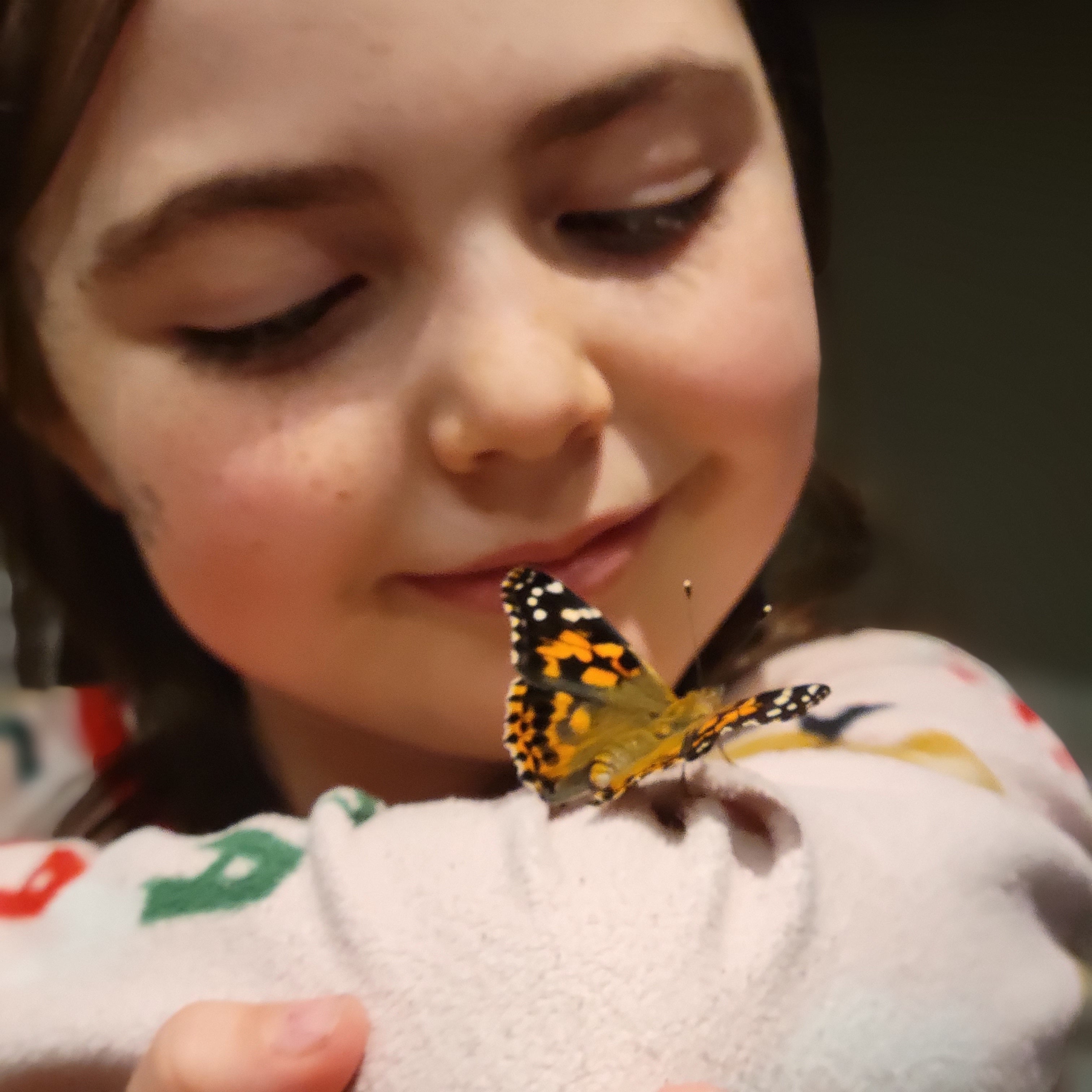 Live Caterpillar Refill Kit – Painted Lady Butterfly Raising Refill with Food