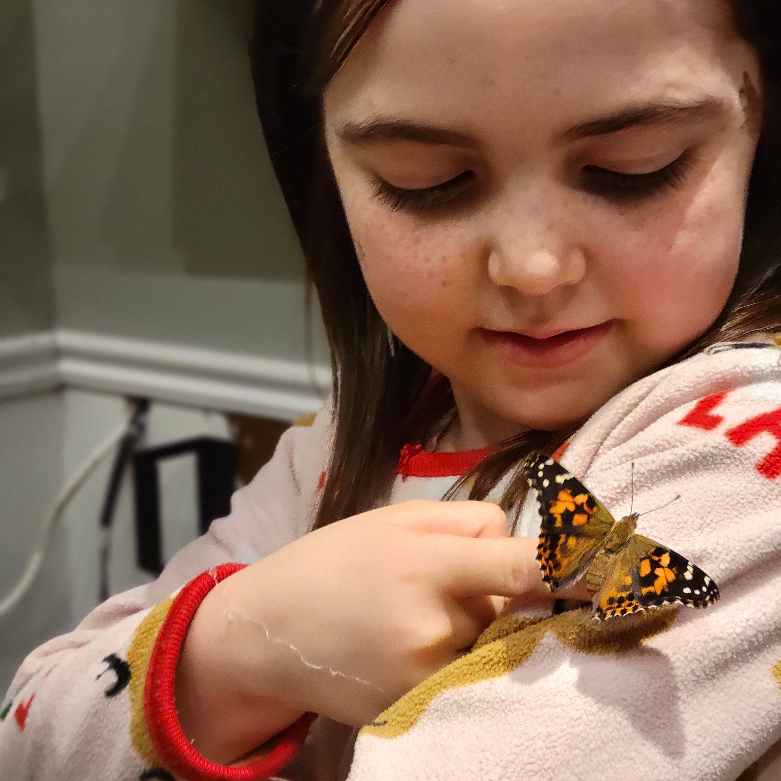 Butterfly Raising Kit – Live Caterpillar Habitat with 2-4 Painted Ladies