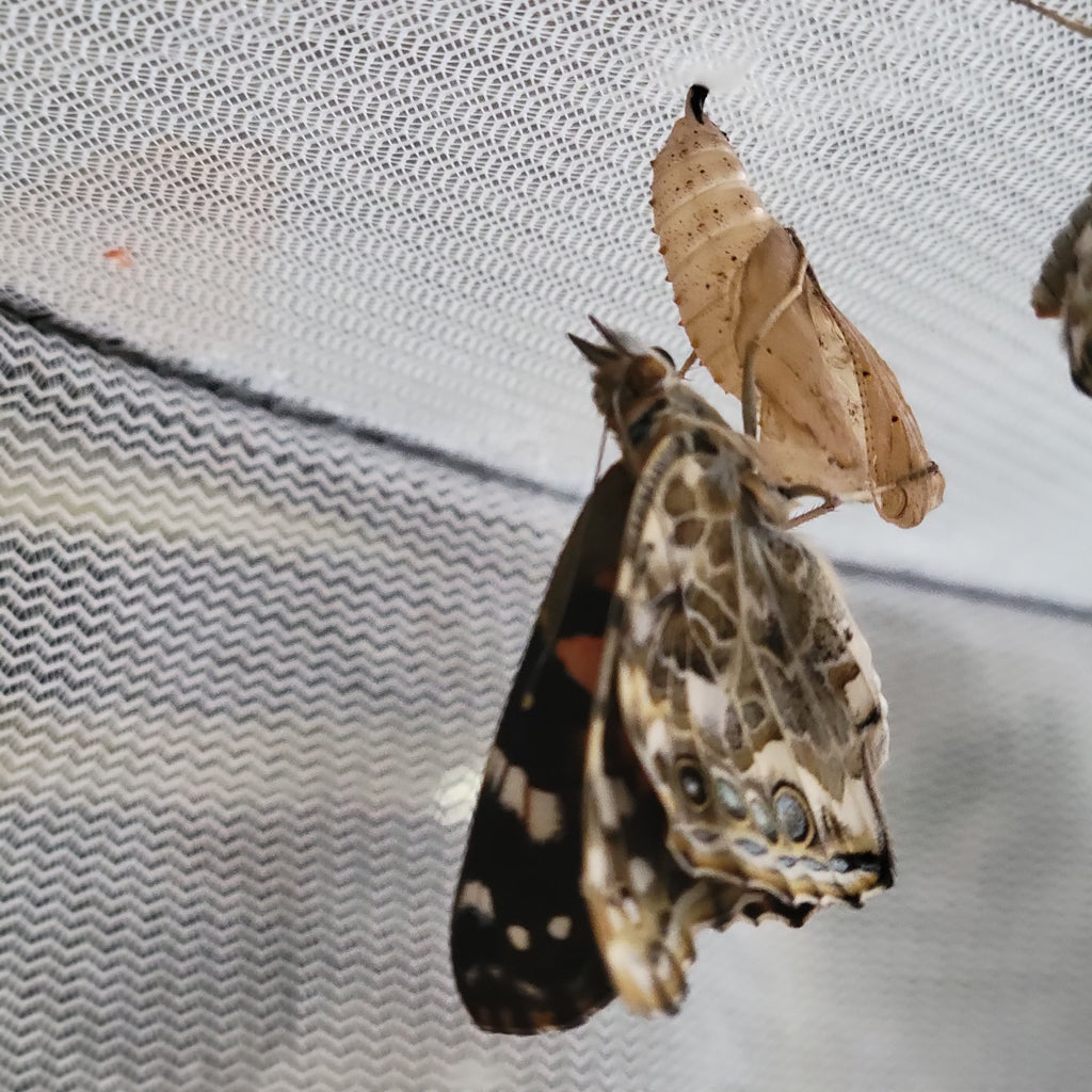 Live Caterpillar Refill Kit – Painted Lady Butterfly Raising Refill with Food