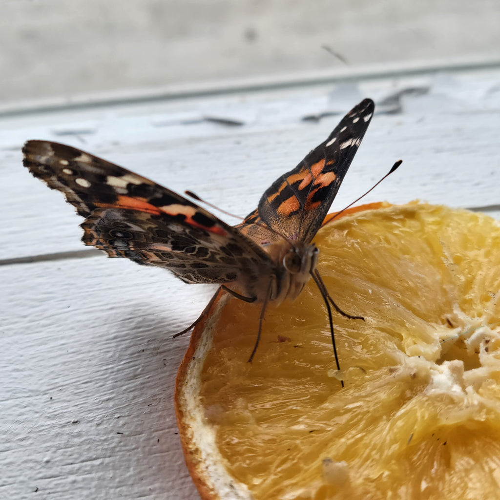 Live Caterpillar Refill Kit – Painted Lady Butterfly Raising Refill with Food