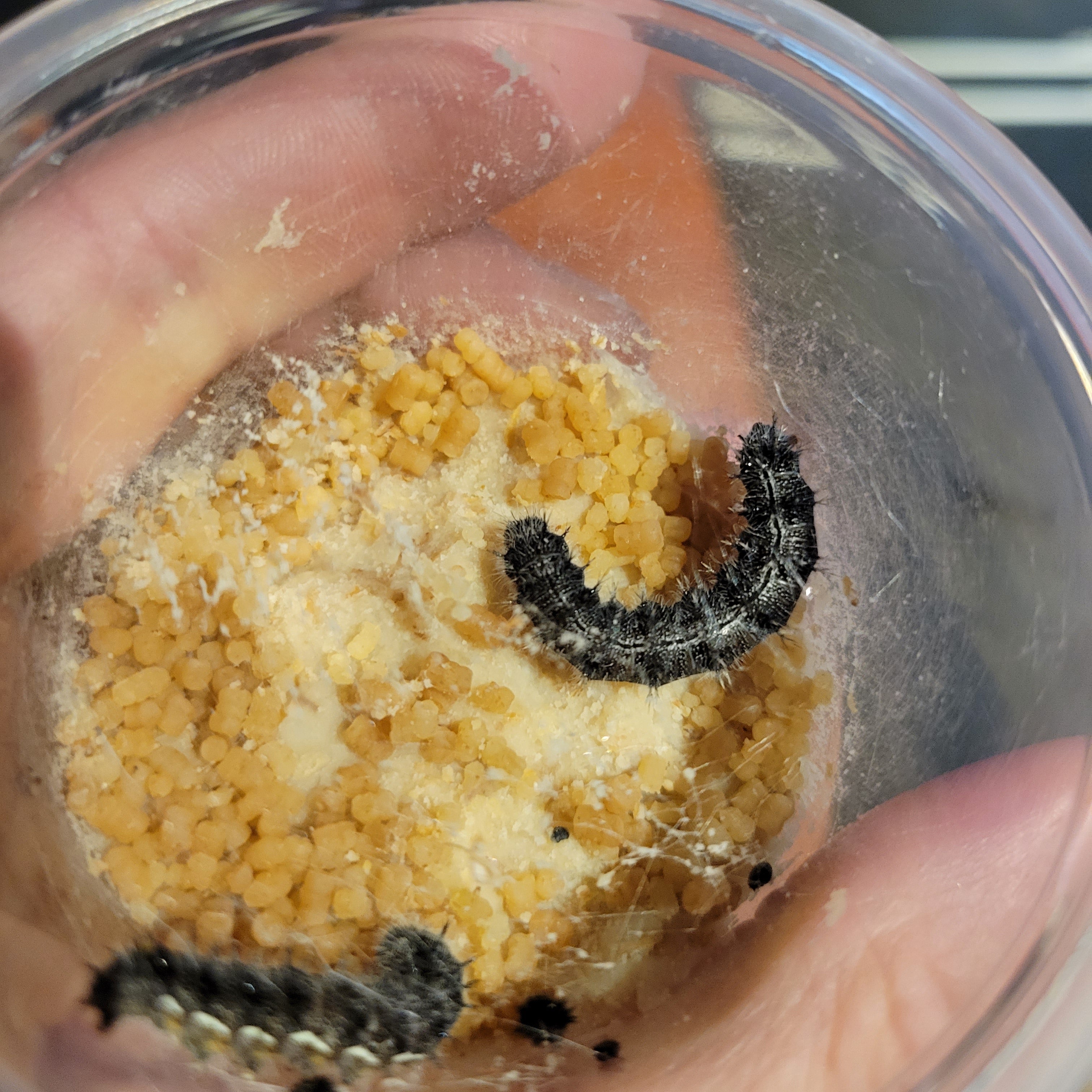 Live Caterpillar Refill Kit – Painted Lady Butterfly Raising Refill with Food