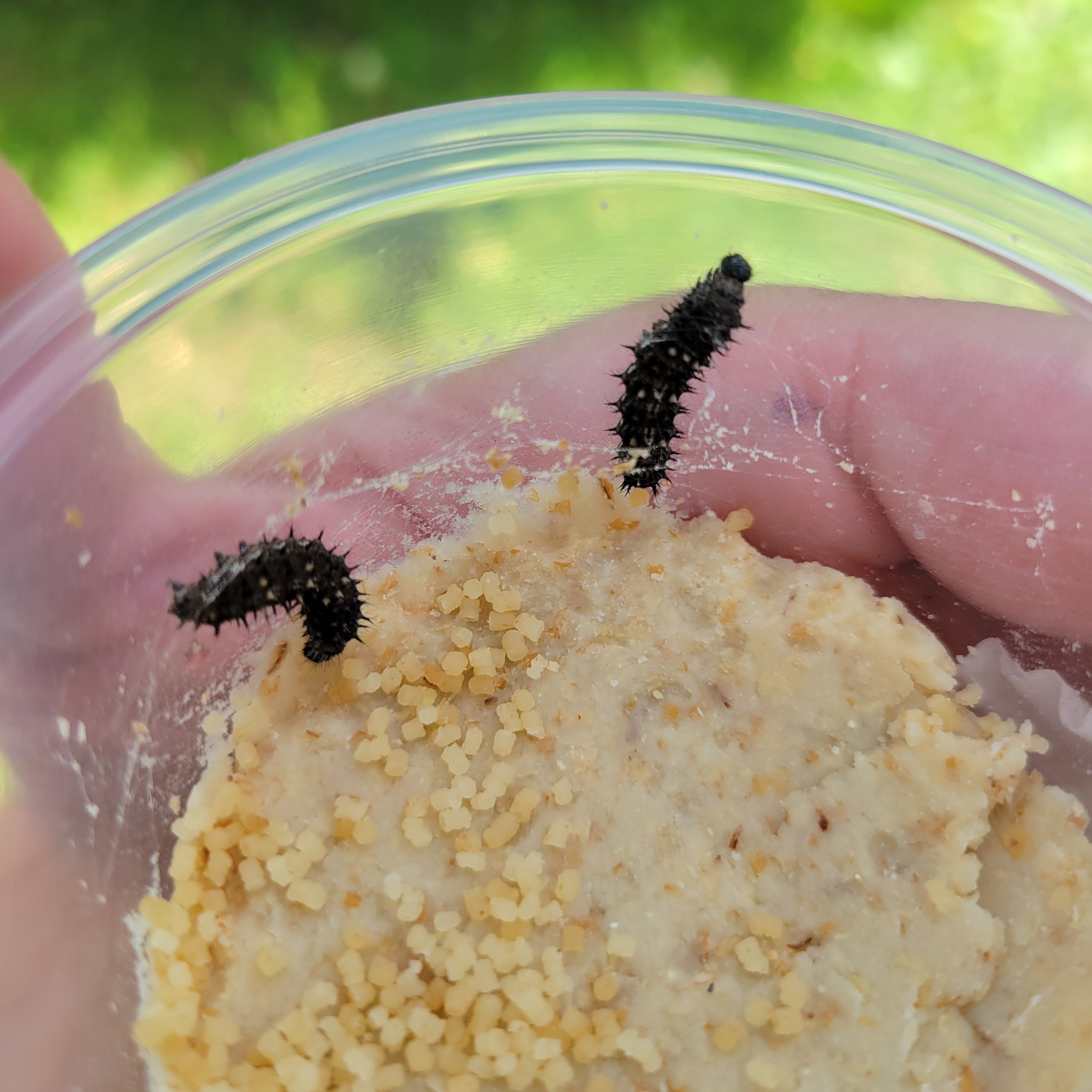 Live Caterpillar Refill Kit – Painted Lady Butterfly Raising Refill with Food