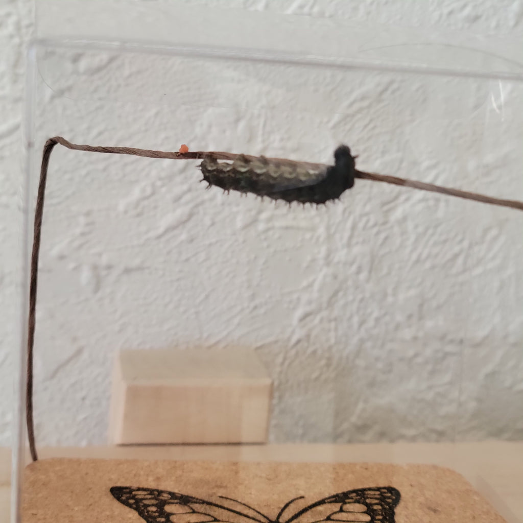 Live Caterpillar Refill Kit – Painted Lady Butterfly Raising Refill with Food