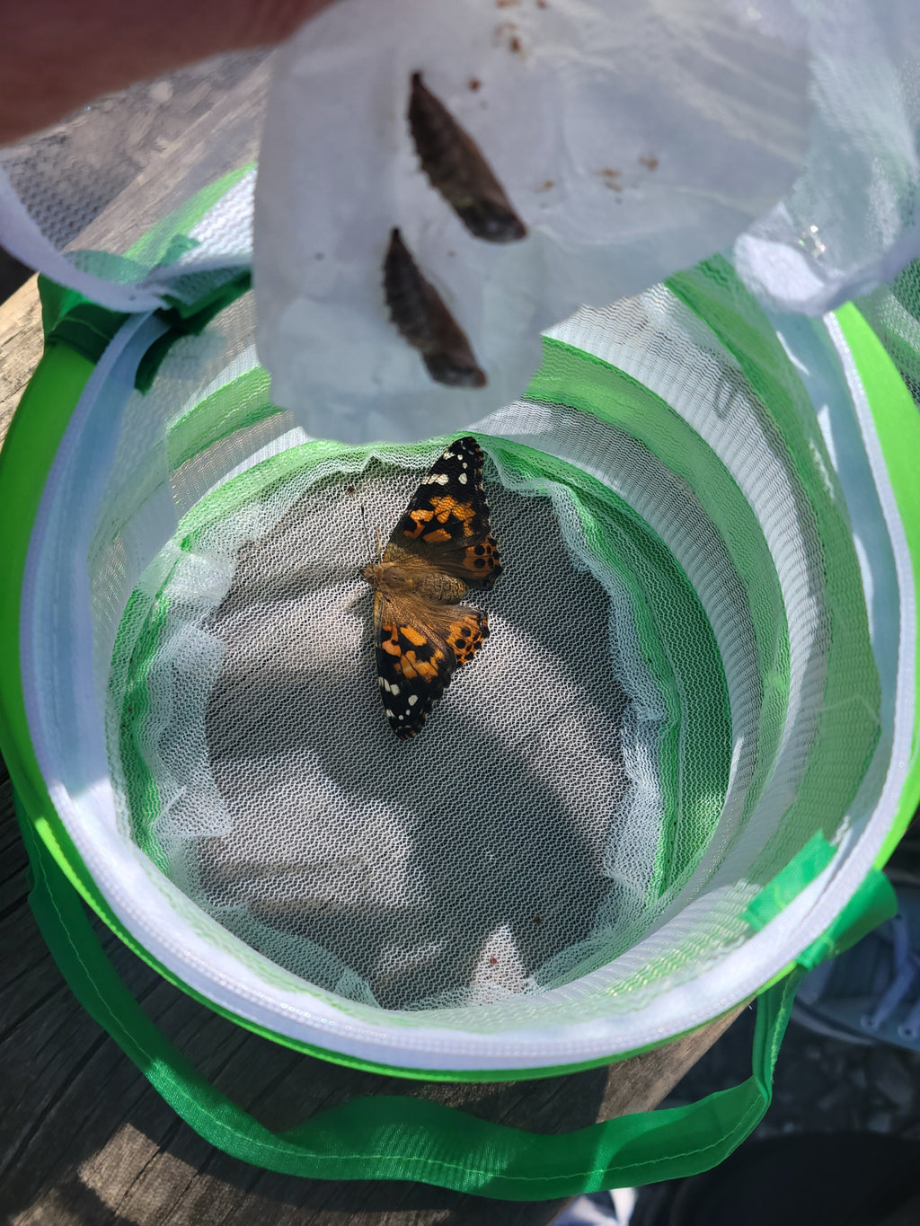 Butterfly Kit with 10 Live Caterpillars – Classroom & Group Learning Set