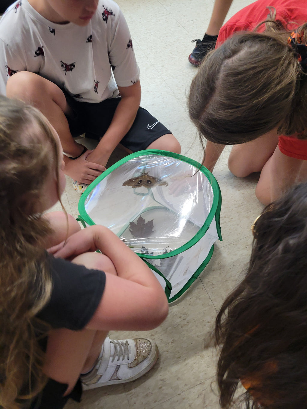 Butterfly Kit with 10 Live Caterpillars – Classroom & Group Learning Set