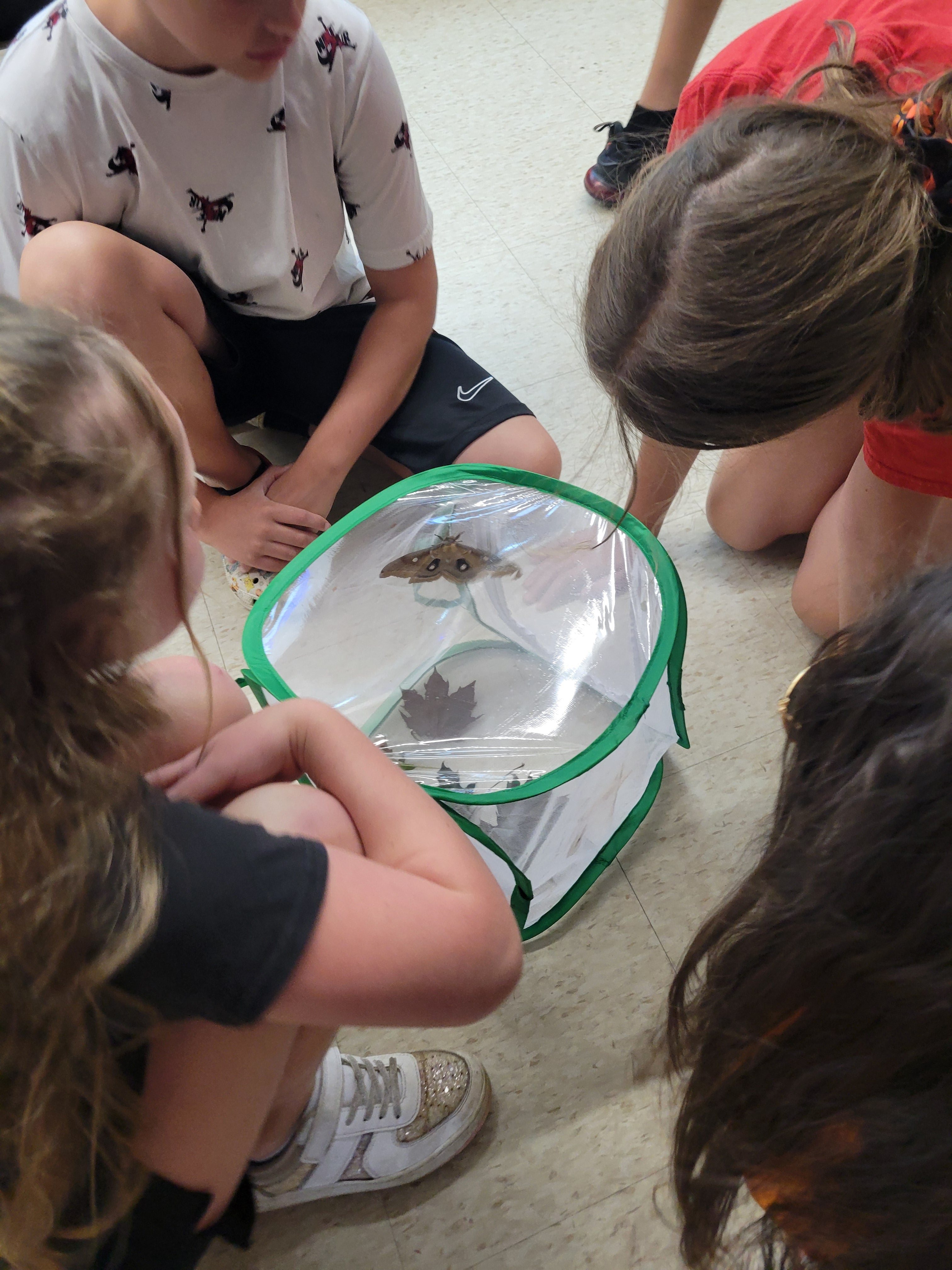 Butterfly Kit with 10 Live Caterpillars – Classroom & Group Learning Set