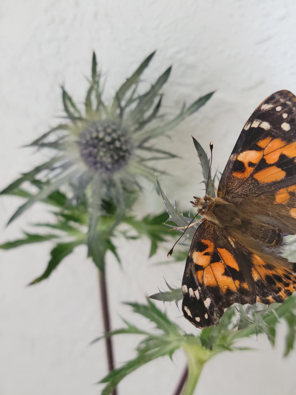 Butterfly Kit with 10 Live Caterpillars – Classroom & Group Learning Set