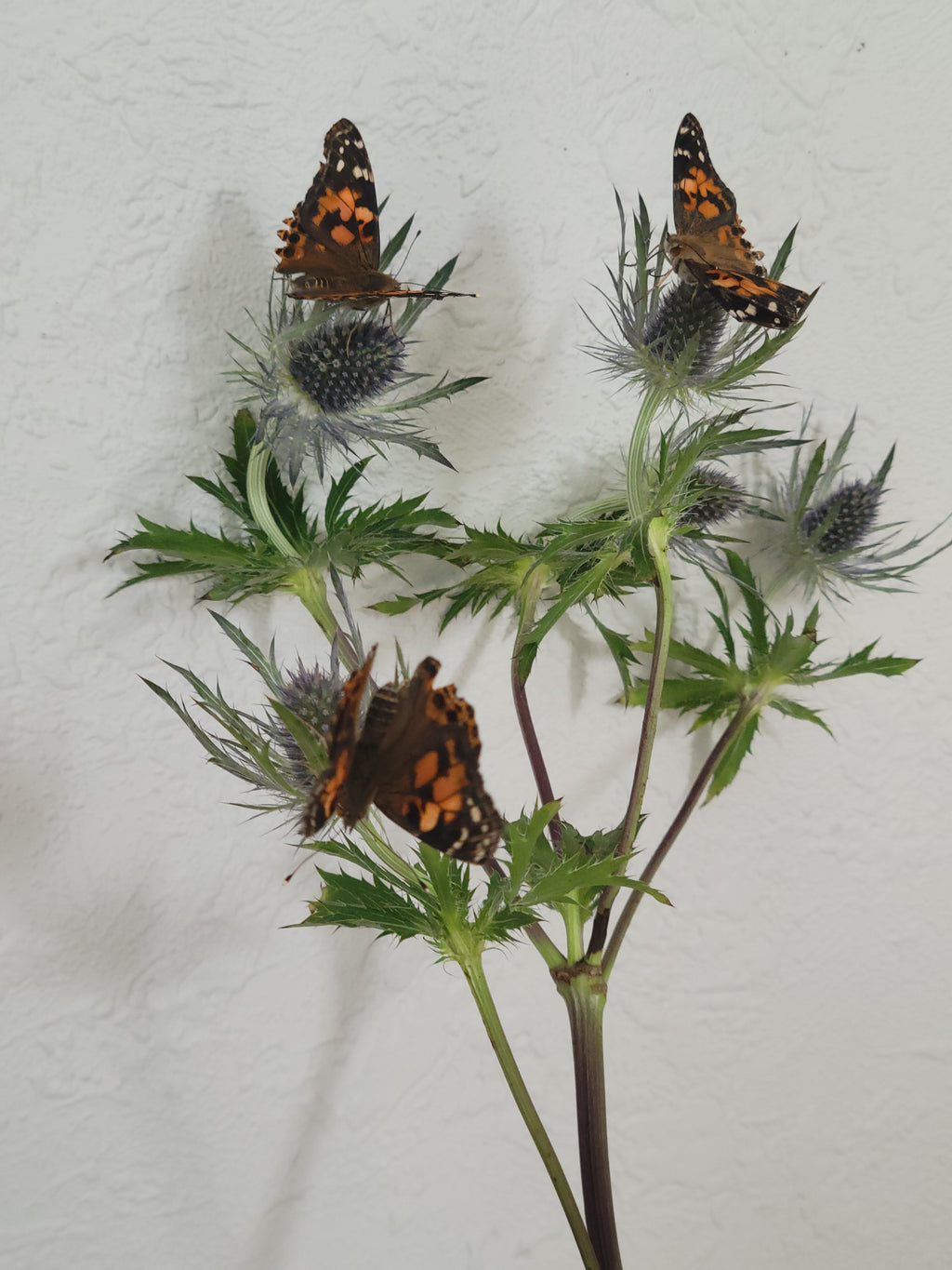 Butterfly Kit with 10 Live Caterpillars – Classroom & Group Learning Set