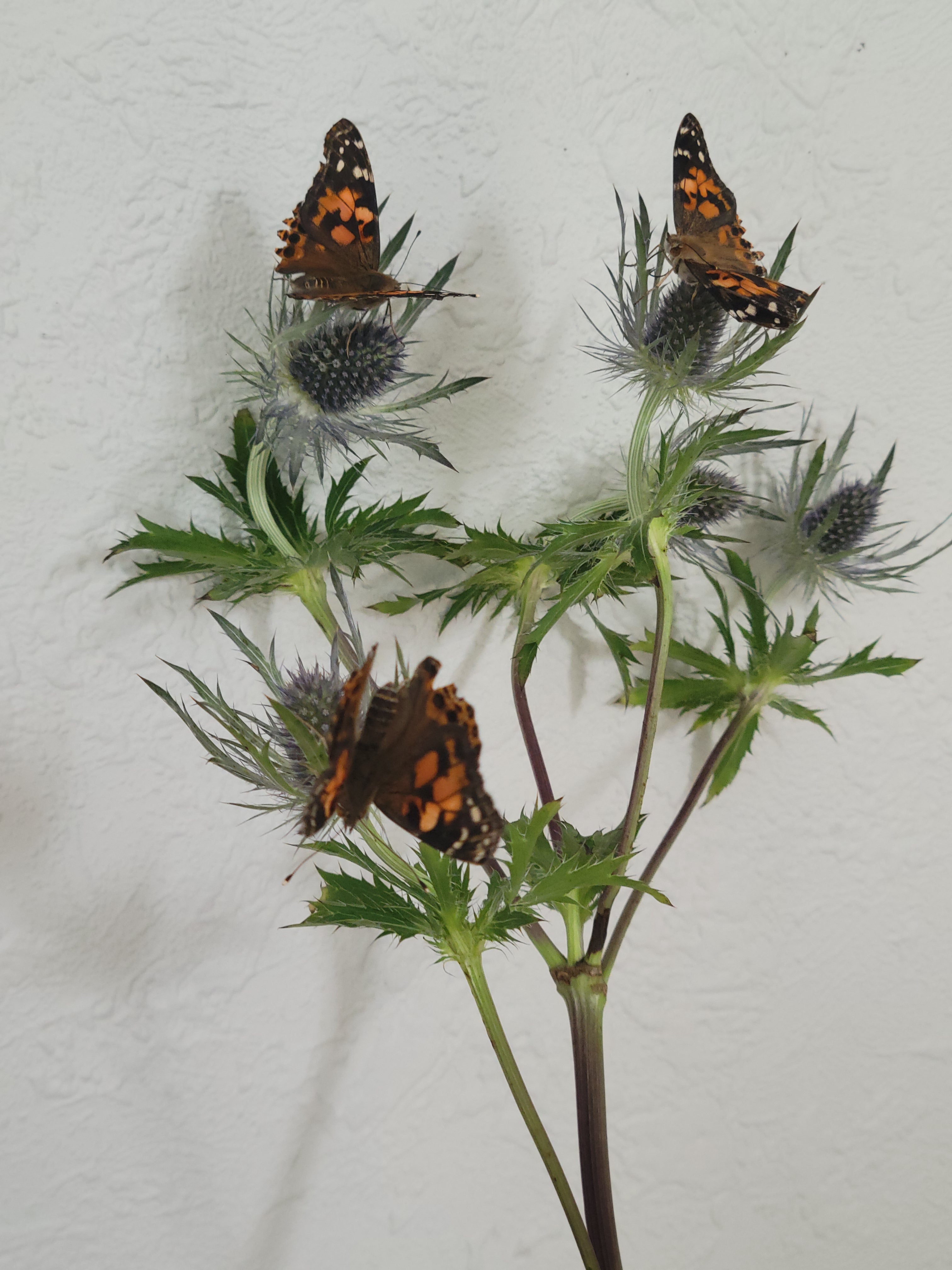 Butterfly Kit with 10 Live Caterpillars – Classroom & Group Learning Set