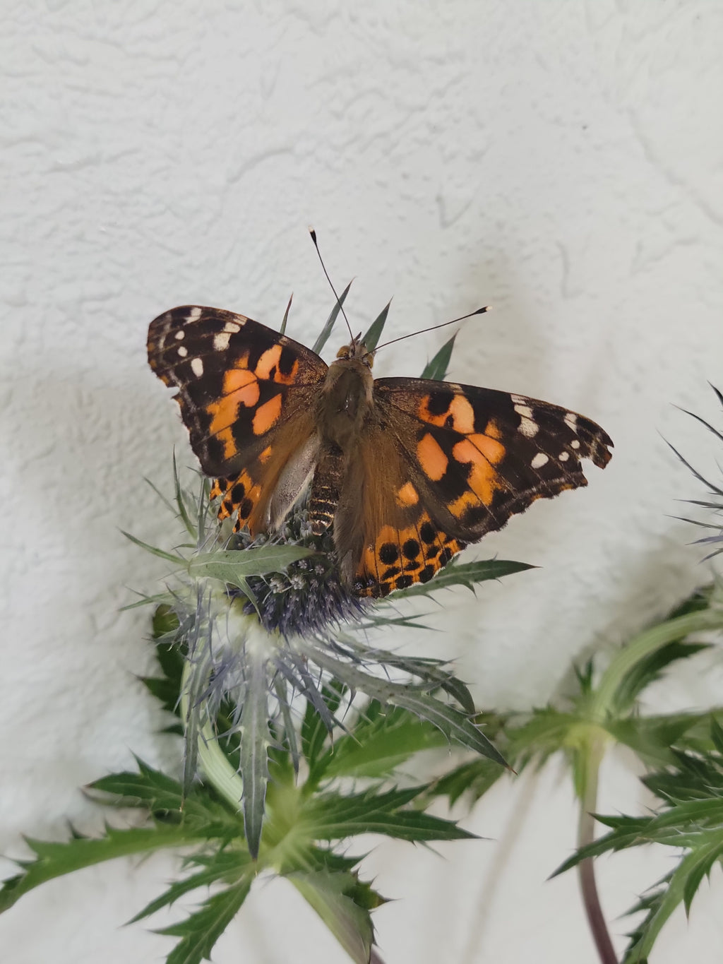 Live Caterpillar Refill Kit – Painted Lady Butterfly Raising Refill with Food