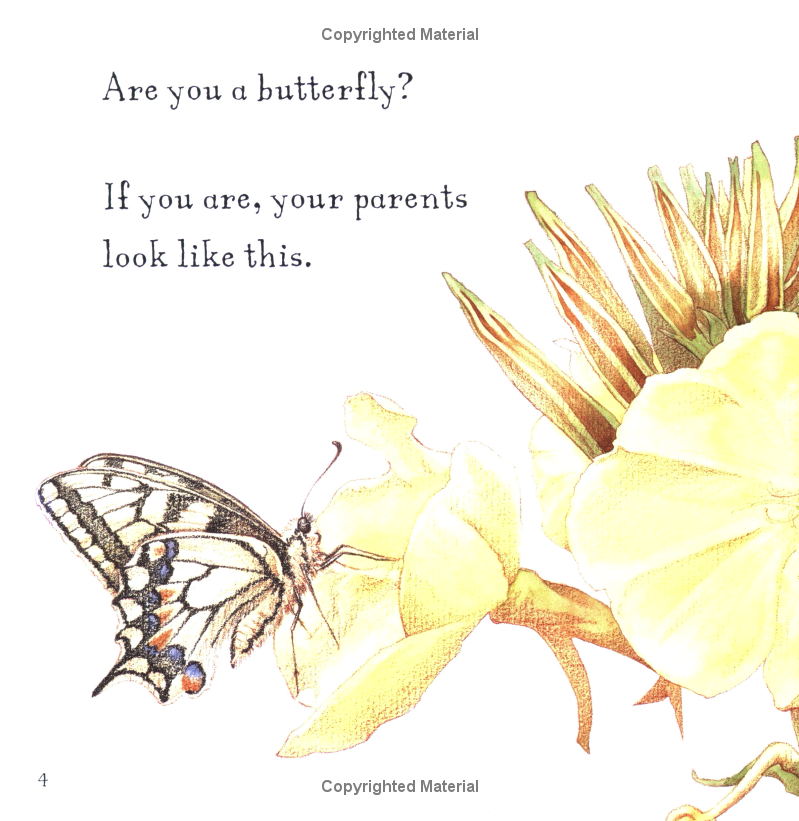 Are You a Butterfly?