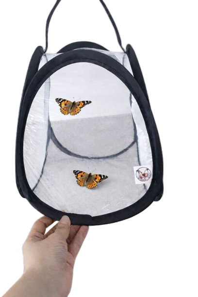 Butterfly Raising Kit – Live Caterpillar Habitat with 2-4 Painted Ladies
