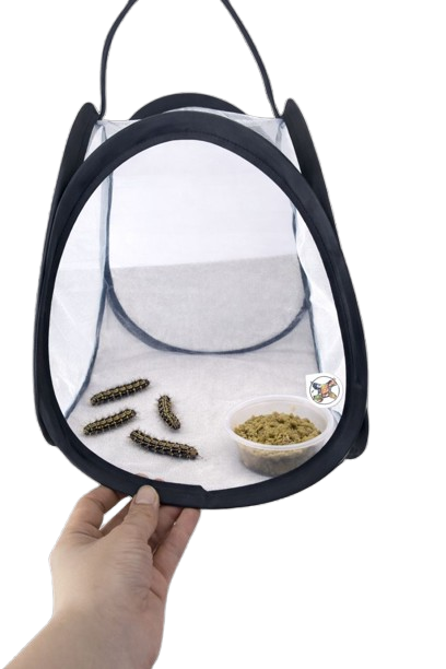 Butterfly Raising Kit – Live Caterpillar Habitat with 2-4 Painted Ladies