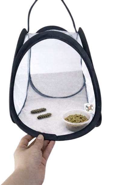 Butterfly Raising Kit – Live Caterpillar Habitat with 2-4 Painted Ladies