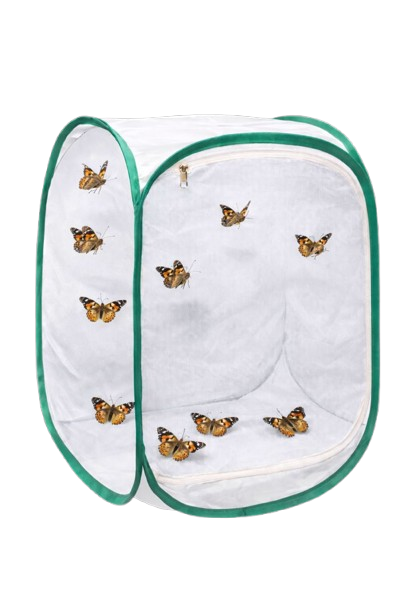 Butterfly Kit with 10 Live Caterpillars – Classroom & Group Learning Set