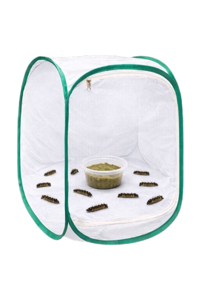Butterfly Kit with 10 Live Caterpillars – Classroom & Group Learning Set